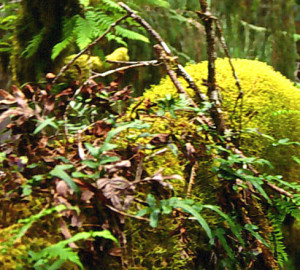 Sitka Epiphytes.