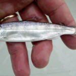 Juvenile Chinook salmon from a Redwood Creek trap. Photo by M. Sparkman