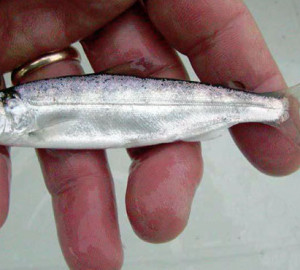 Juvenile Chinook salmon from a Redwood Creek trap. Photo by M. Sparkman