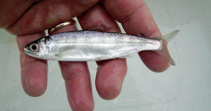 Juvenile Chinook salmon from a Redwood Creek trap. Photo by M. Sparkman