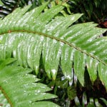 Emily Limm found that western sword fern absorbed the most moisture from fog. Photo by Emily Burns