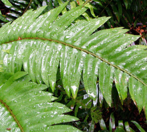 Emily Limm found that western sword fern absorbed the most moisture from fog. Photo by Emily Burns