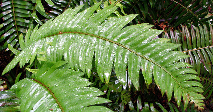 Emily Limm found that western sword fern absorbed the most moisture from fog. Photo by Emily Burns