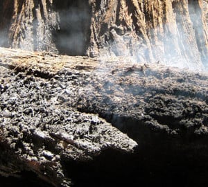 Fire is an example of a disturbance event that redwoods face.