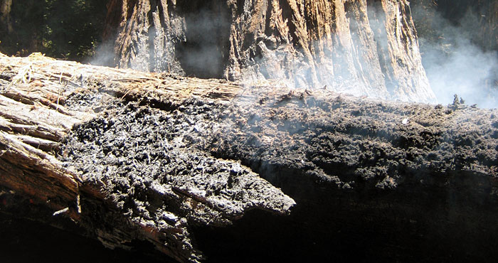 Fire is an example of a disturbance event that redwoods face.