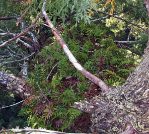 The evergreen fern Polypodium scouleri grows in thick mats high above the ground. Photo by Stephen Sillett, Institute for Redwood Ecology, Humboldt State University