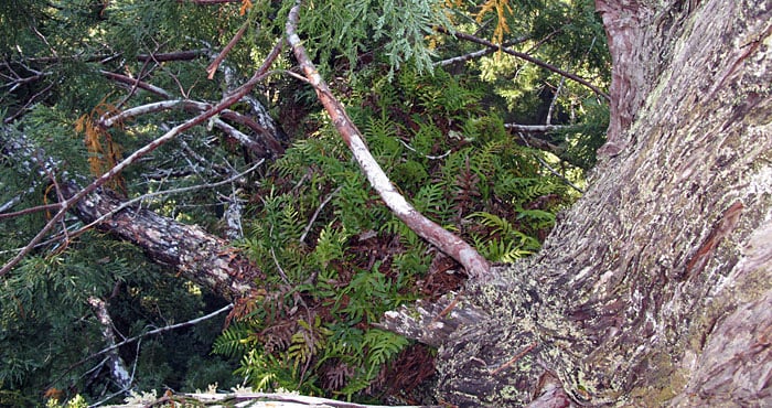 The evergreen fern Polypodium scouleri growns in thick mats high above the ground. Photo by Stephen Sillett, Institute for Redwood Ecology,  Humboldt State University