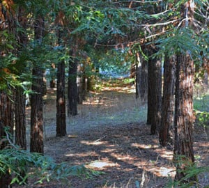 Researchers sampled coast redwoods' DNA at the Russell Research Station in Contra Costa County, California. Photo by Richard S. Dodd
