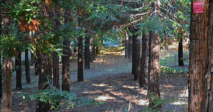 Researchers sampled coast redwoods' DNA at the Russell Research Station in Contra Costa County, California. Photo by Richard S. Dodd