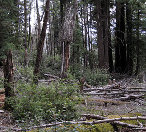 Sudden oak death killed a tanoak stand creating an opening in this forest. Tanoak plays an important ecological role in the redwood forest. Photo by Benjamin Ramage