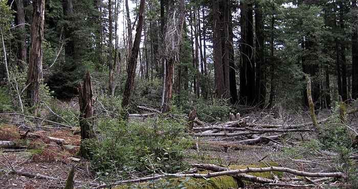 Sudden oak death killed a tanoak stand creating an opening in this forest. Tanoak plays an important ecological role in the redwood forest. Photo by Benjamin Ramage