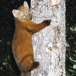 Humboldt Marten.