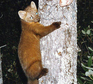 Humboldt Marten.