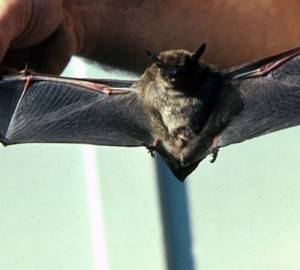 Big brown bat. Photo by Don Pfitzer, USFWS