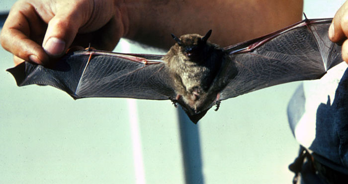 Big brown bat. Photo by Don Pfitzer, USFWS