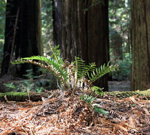 Redwood Soil Microbes Can Adapt to Climate