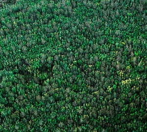 Study results showed that at better-watered sites (similar to this one in Humboldt County), redwoods were randomly distributed. Photo by Daniel Lofredo Rota, Flickr Creative Commons