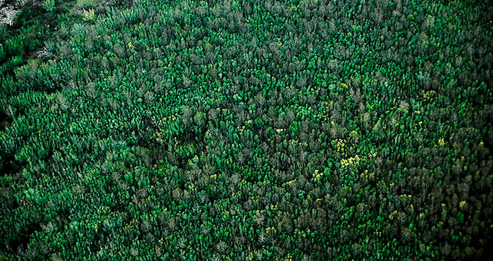 Study results showed that at better-watered sites (similar to this one in Humboldt County), redwoods were randomly distributed. Photo by Daniel Lofredo Rota, Flickr Creative Commons