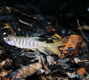 Juvenile coho salmon. Photo by Roger Tabor, USFWS