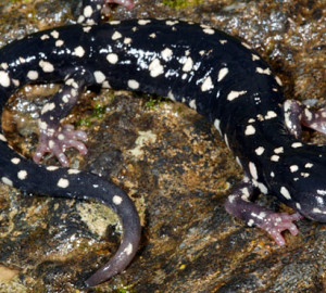 Large spotted A. flavipunctatus are found in southern inland Mendocino and Lake counties. Photo by M. Mulks