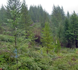 In Mill Creek forest, tree removal experiments explored how to bring old-forest features (such as giant redwoods and diverse plants and animals) to young forests like this one as quickly as possible. Photo by Kevin L. O'Hara