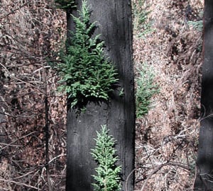 One year after a wildfire, burnt redwoods regrow foliage. Photo by Benjamin S. Ramage