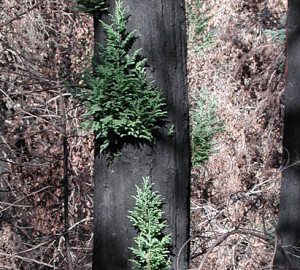 One year after a wildfire, burnt redwoods regrow foliage. Photo by Benjamin S. Ramage