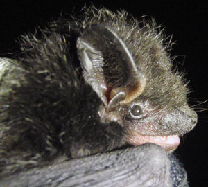 Silver-haired bats mate in redwood forests. Photo by Theodore J. Weller