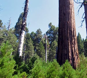 Good giant sequoia regeneration was strongly associated with canopy gaps. Photo by Marc D. Meyer