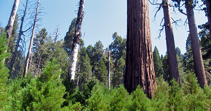 Good giant sequoia regeneration was strongly associated with canopy gaps. Photo by Marc D. Meyer