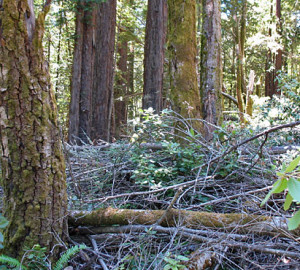 Downed trees from sudden oak death.