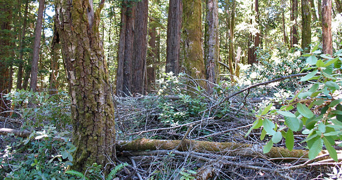 Downed trees from sudden oak death.