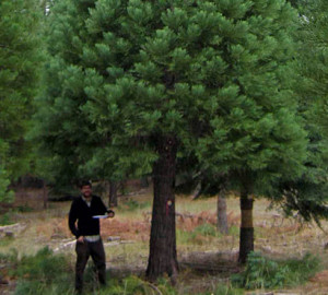 A researcher assesses the health of giant sequoias planted more than 30 years ago in an area hotter and drier than their original homes. Photo by John-Pascal Berrill