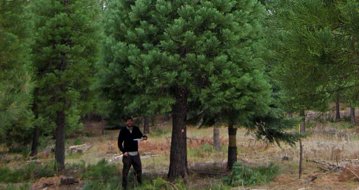 A researcher assesses the health of giant sequoias planted more than 30 years ago in an area hotter and drier than their original homes. Photo by John-Pascal Berrill