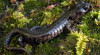 Wandering salamander. Photo by Dan Portik
