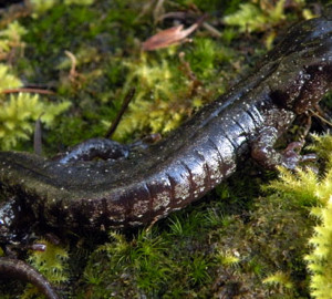 Wandering salamander. Photo by Dan Portik