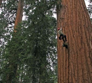 Researcher Cameron Williams climbs a large Sequoiadendron at Giant Forest in Sequoia National Park. Photo by Anthony Ambrose