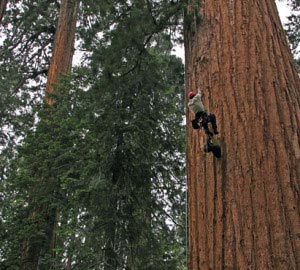 Researcher Cameron Williams climbs a large Sequoiadendron at Giant Forest in Sequoia National Park. Photo by Anthony Ambrose