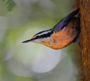 You may see a red-breasted nuthatch at Memorial Park this Saturday!