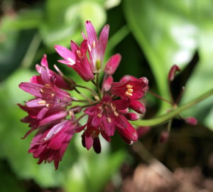 red clintonia