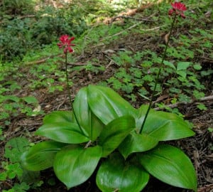 Red clintonia on the redwood forest floor