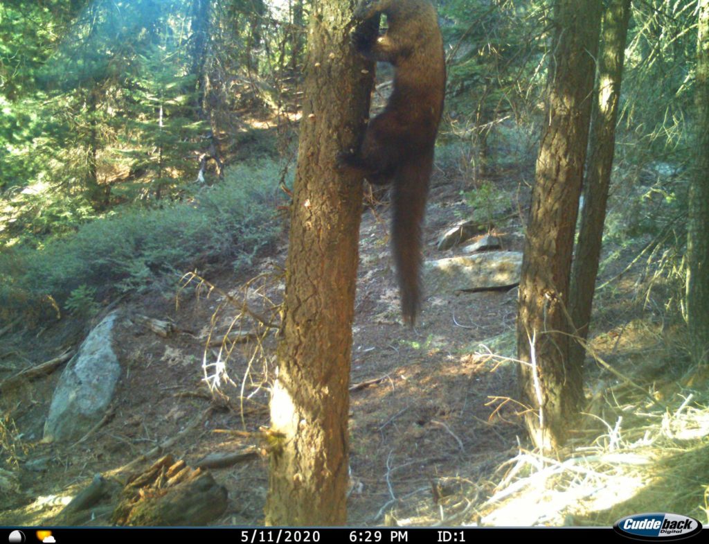 Pacific Fisher