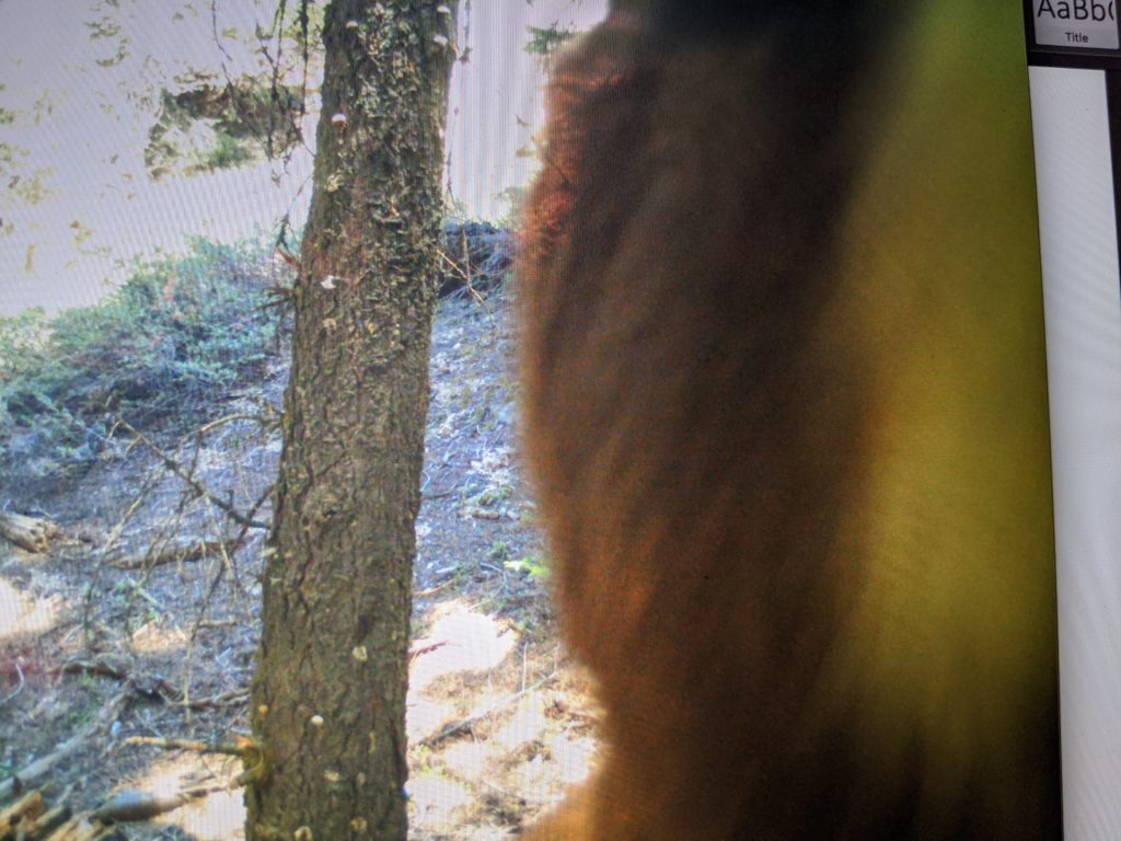 Very up-close photo of a black bear.