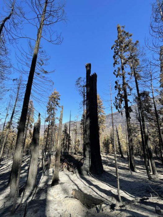 giant sequoia red hill no top