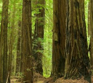 The study found that although trees within 5 meters of each other (like these here) were more likely to be clones than trees farther away, they weren’t always. Photo by Jason Hollinger, Flickr Creative Commons