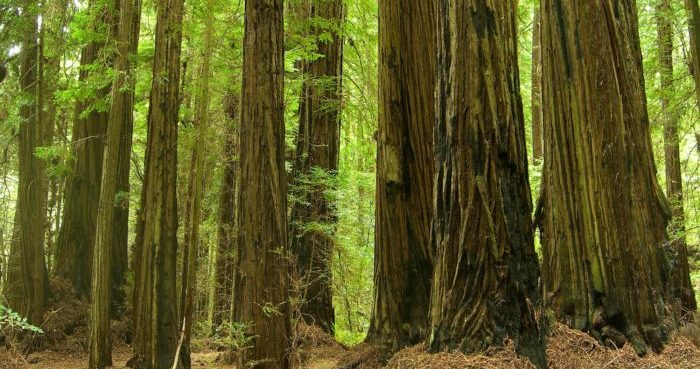 The study found that although trees within 5 meters of each other (like these here) were more likely to be clones than trees farther away, they weren’t always. Photo by Jason Hollinger, Flickr Creative Commons