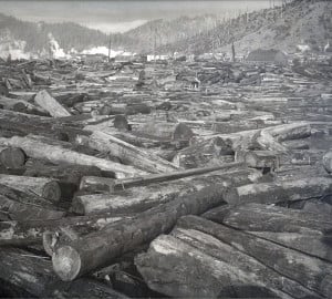 Redwood logging like this in Scotia, Calif., around 1918, spurred the establishment of Save the Redwoods League. Photo by H.C. Tibbits