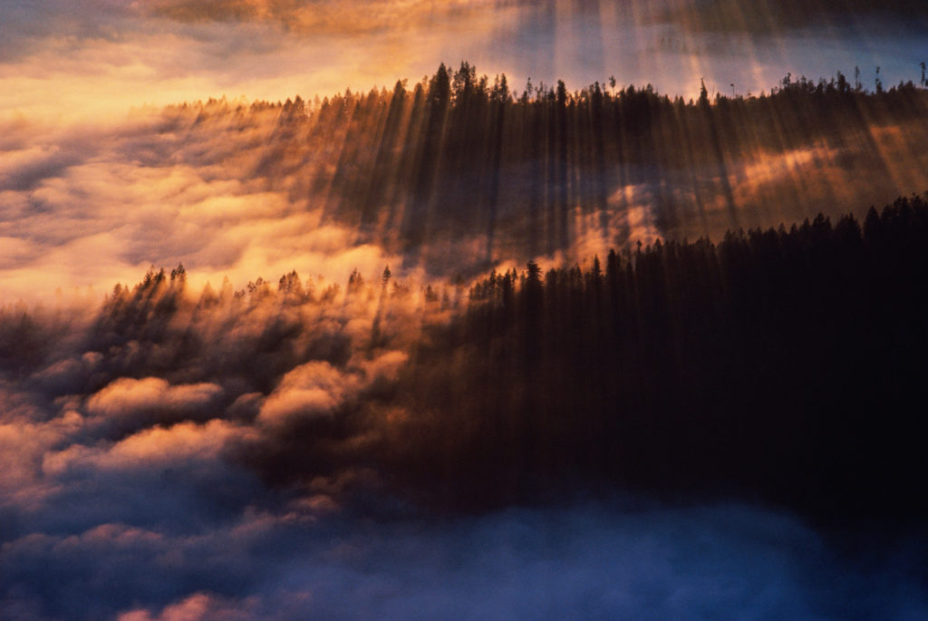 Coastal fog in redwood forest, dawn