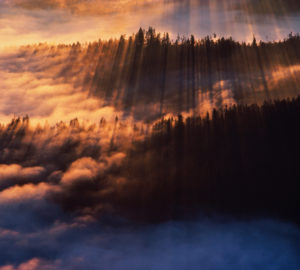 Coastal fog in redwood forest, dawn