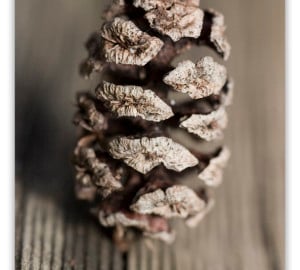 A coast redwood tree cone —one of the smallest cones, from the tallest tree. You can see how the scales are fused together creating a spiral pattern in the cone. Photo by Finch, Flickr Creative Commons
